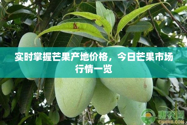 实时掌握芒果产地价格，今日芒果市场行情一览
