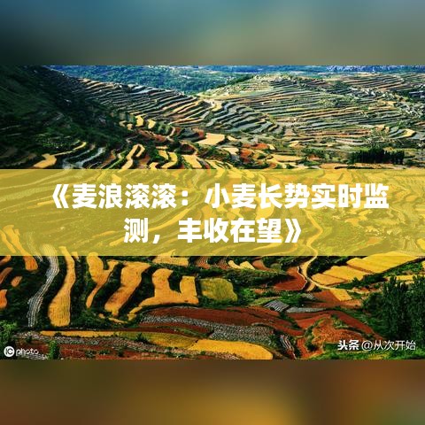 《麦浪滚滚：小麦长势实时监测，丰收在望》