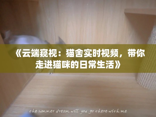 《云端窥视：猫舍实时视频，带你走进猫咪的日常生活》