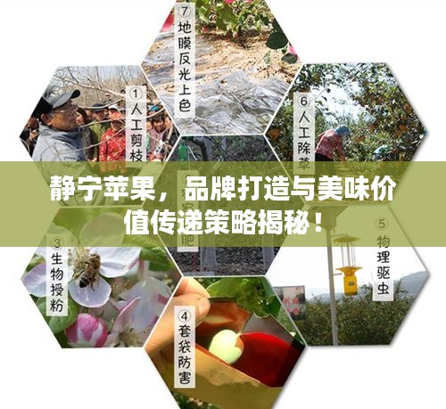静宁苹果，品牌打造与美味价值传递策略揭秘！