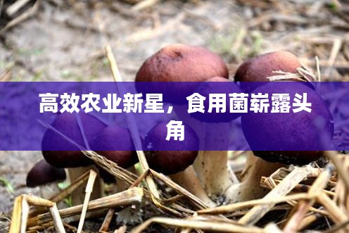飞禽走兽 第2页