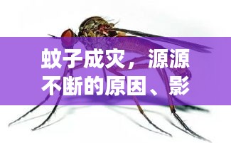 蚊子成灾，源源不断的原因、影响及防治策略全解析