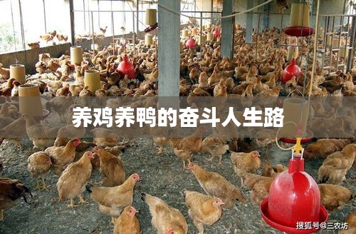 养鸡养鸭的奋斗人生路