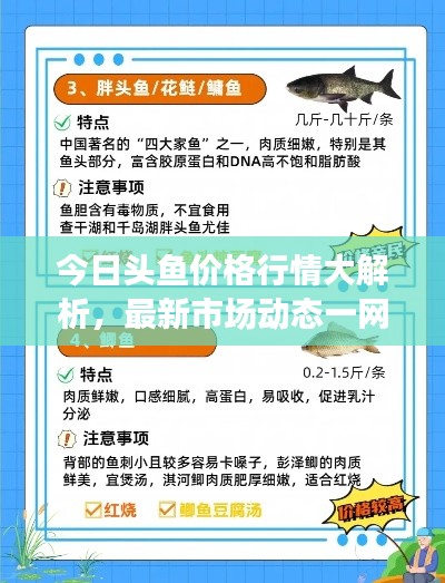 今日头鱼价格行情大解析，最新市场动态一网打尽！