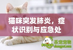 猫咪突发肺炎，症状识别与应急处理方案