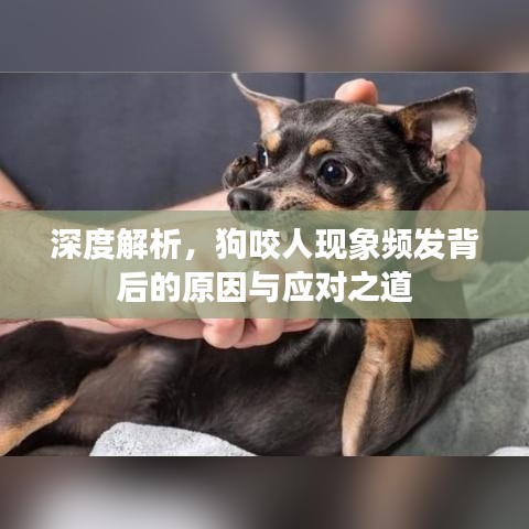 深度解析，狗咬人现象频发背后的原因与应对之道