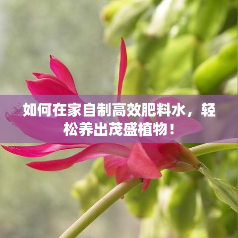 如何在家自制高效肥料水，轻松养出茂盛植物！