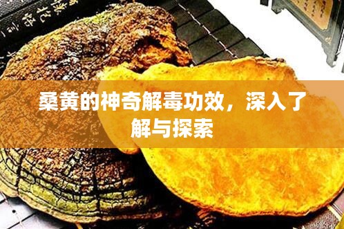 桑黄的神奇解毒功效，深入了解与探索