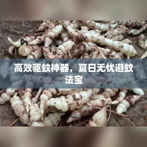 高效驱蚊神器，夏日无忧避蚊法宝