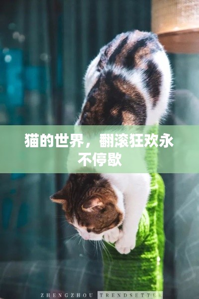 猫的世界，翻滚狂欢永不停歇
