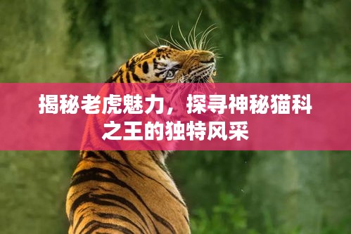 揭秘老虎魅力，探寻神秘猫科之王的独特风采