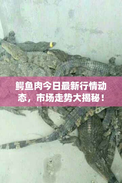 鳄鱼肉今日最新行情动态，市场走势大揭秘！