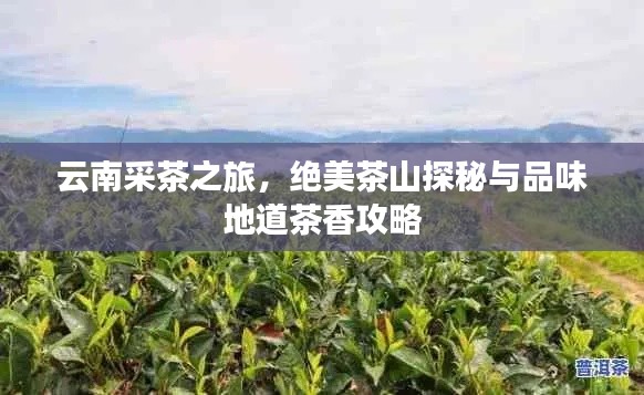 云南采茶之旅，绝美茶山探秘与品味地道茶香攻略