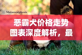 恶霸犬价格走势图表深度解析，最新分析与趋势预测